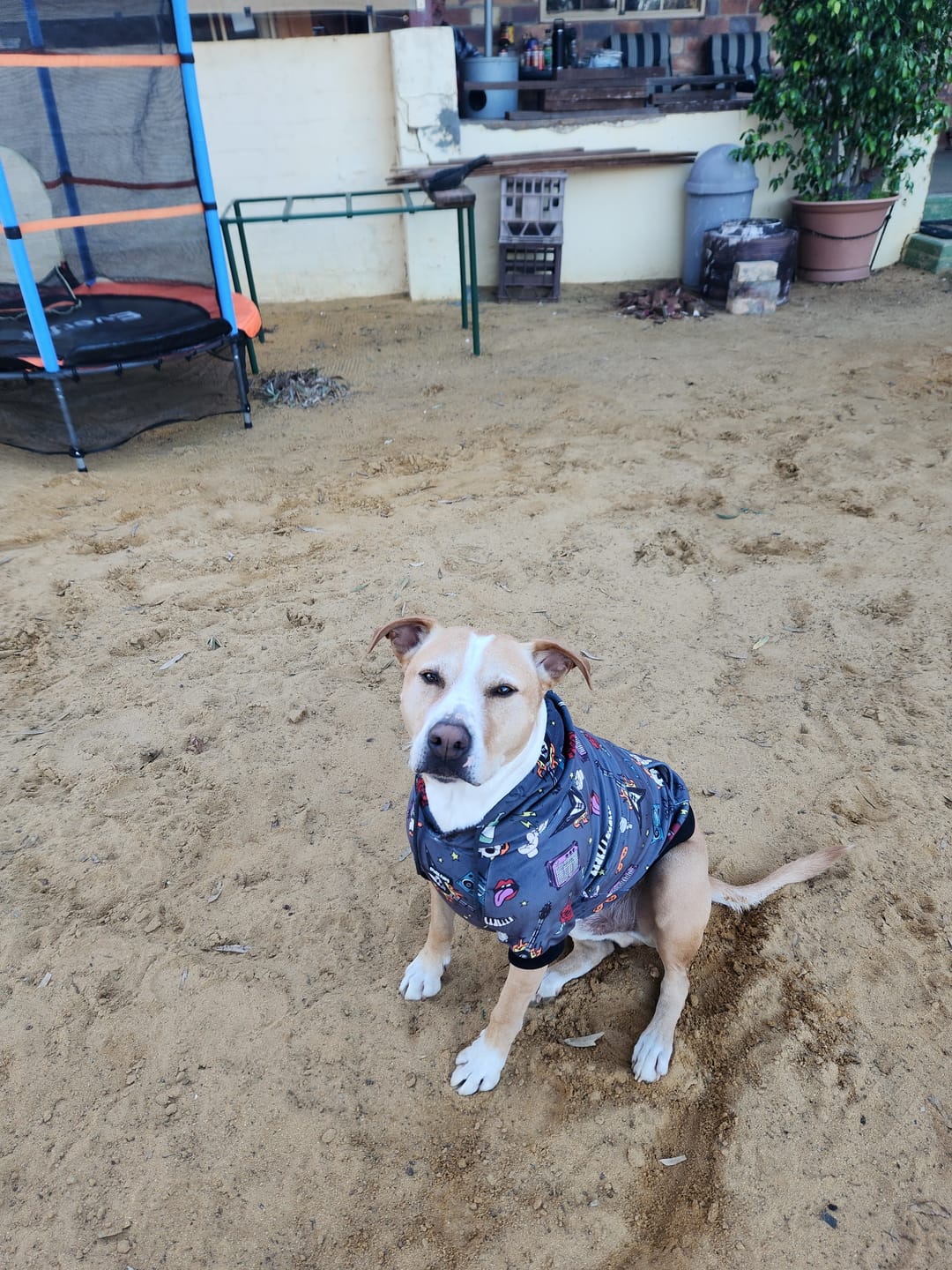 Customer photo review of Rock and Roll Dog Hoodie