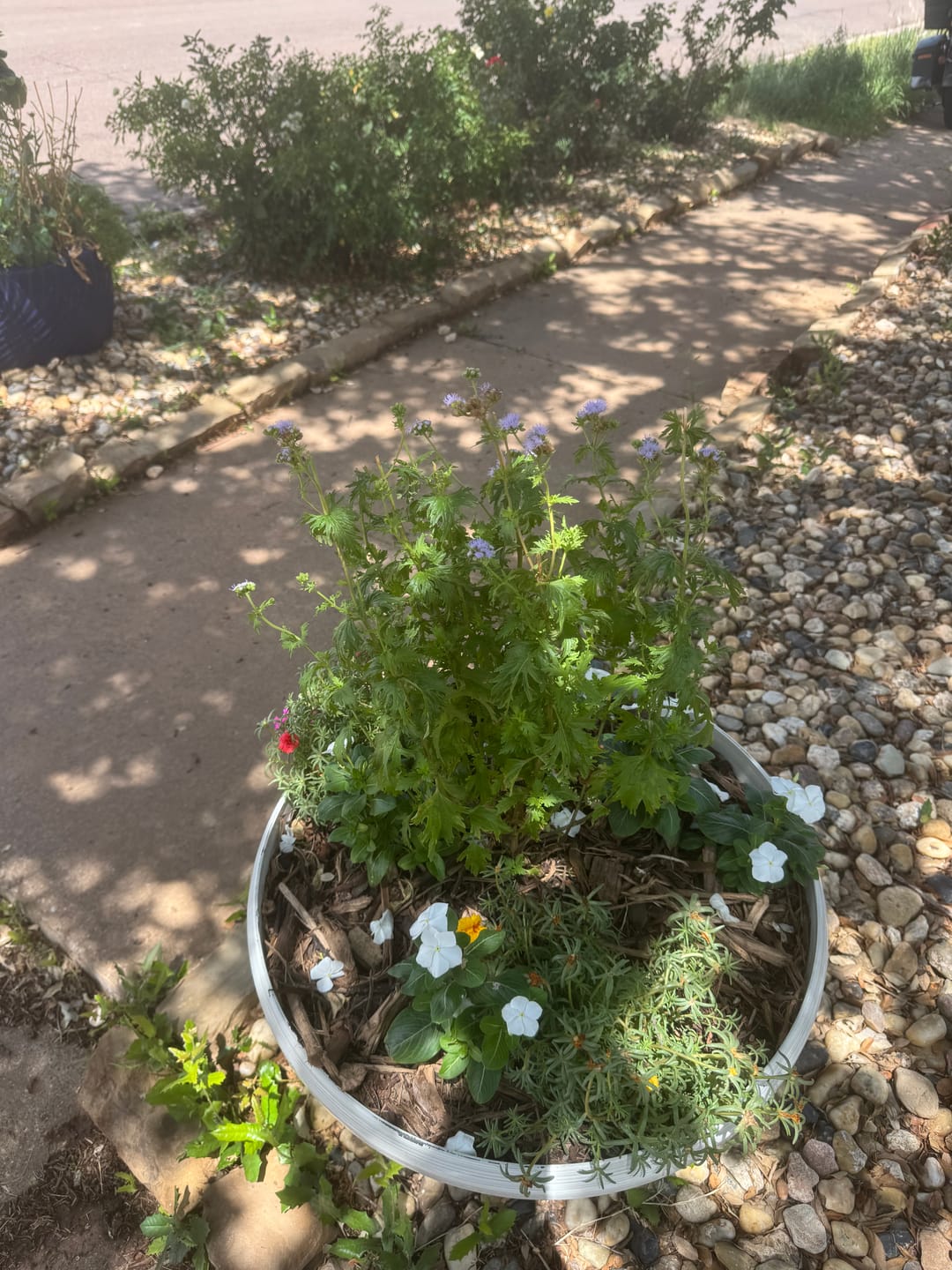 Customer photo review of Gregg's Mistflower