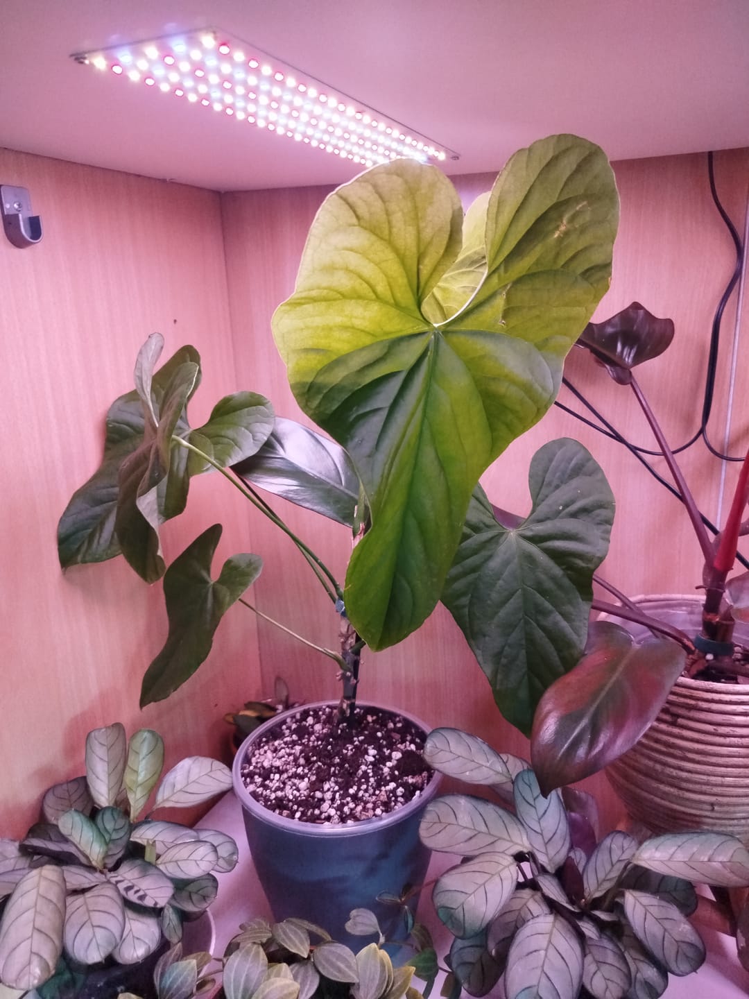 Customer photo review of SAD-PLANT-SET
