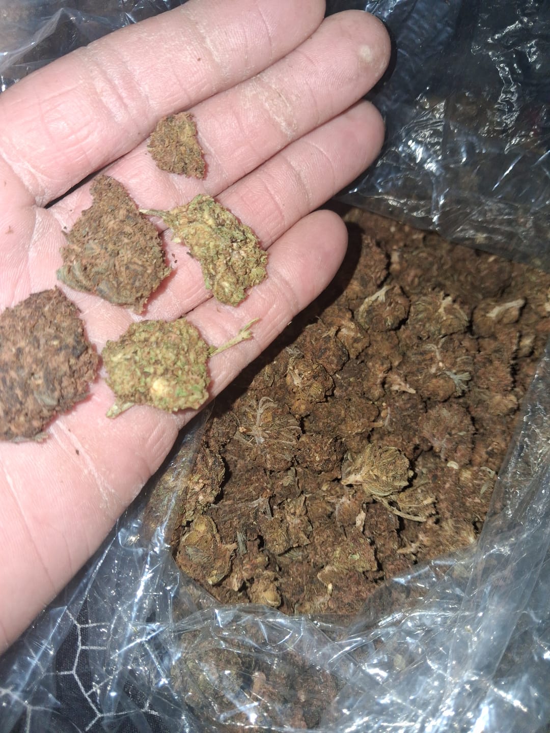 Customer photo review of Acapulco Gold - Bulk - Sativa