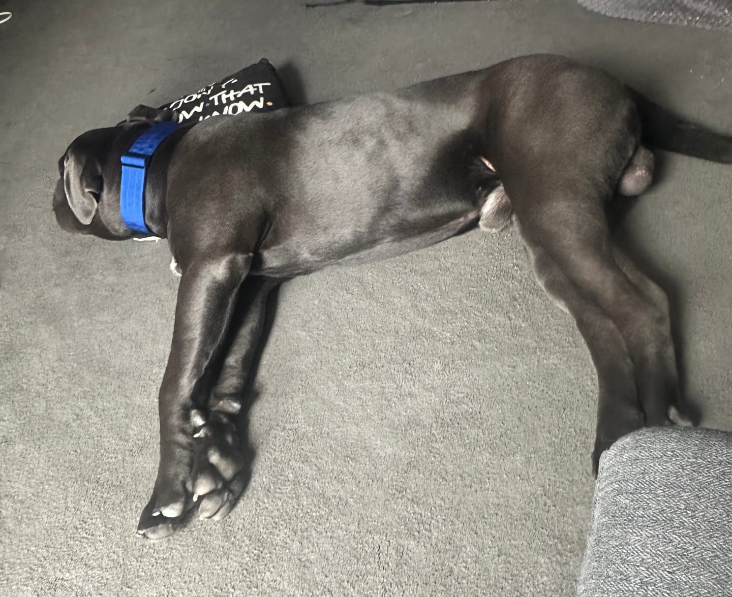 Customer photo review of Performance collar with handle 5CM - Blue