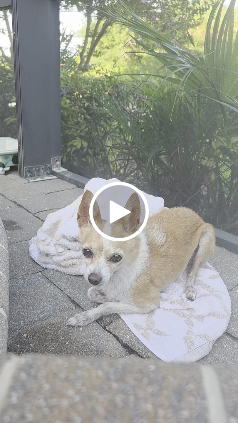 Customer video review of Wholesome Hound Just Chicken Chips 3oz