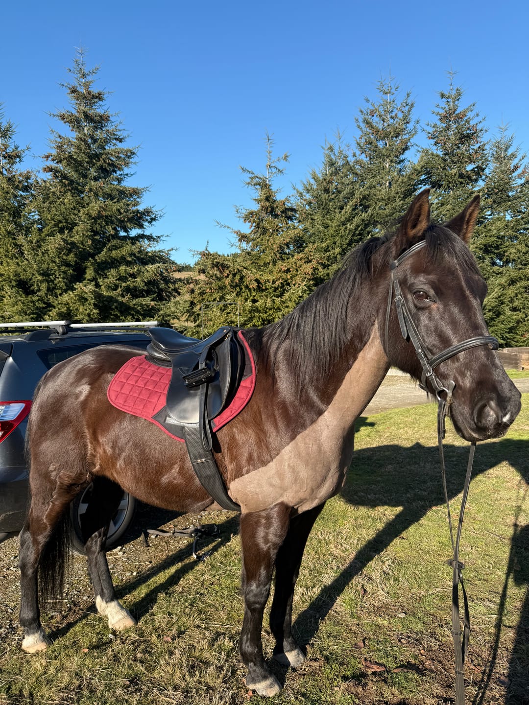 Customer photo review of Weatherbeeta Ultra Grip Jump Saddle Pad