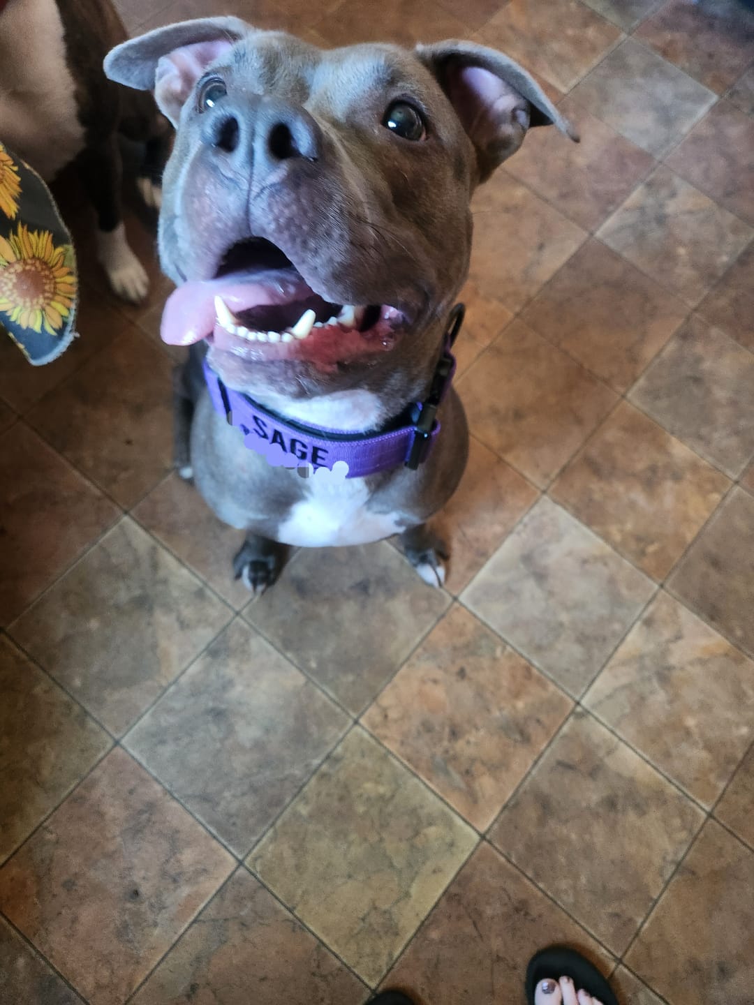 Customer photo review of Bully Proof Collar