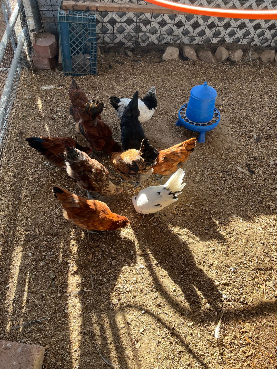 Customer photo review of Complete Guide to Healthy Chickens and Better Eggs (Digital Guide)