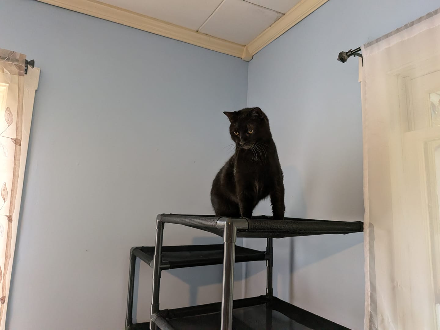 Customer photo review of Durable Cat Tower | Peak