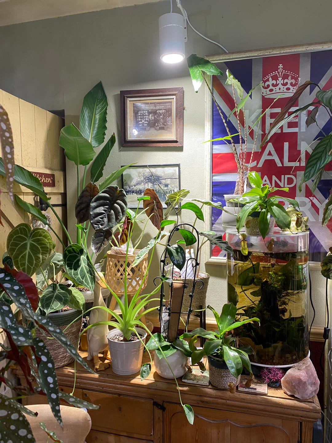Customer photo review of Claria Grow Light Pendant