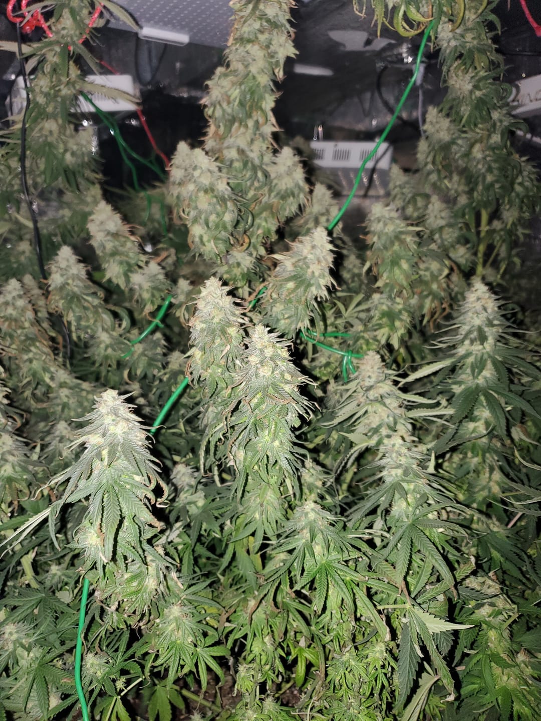 Customer photo review of Candy Gelato - Hybrid