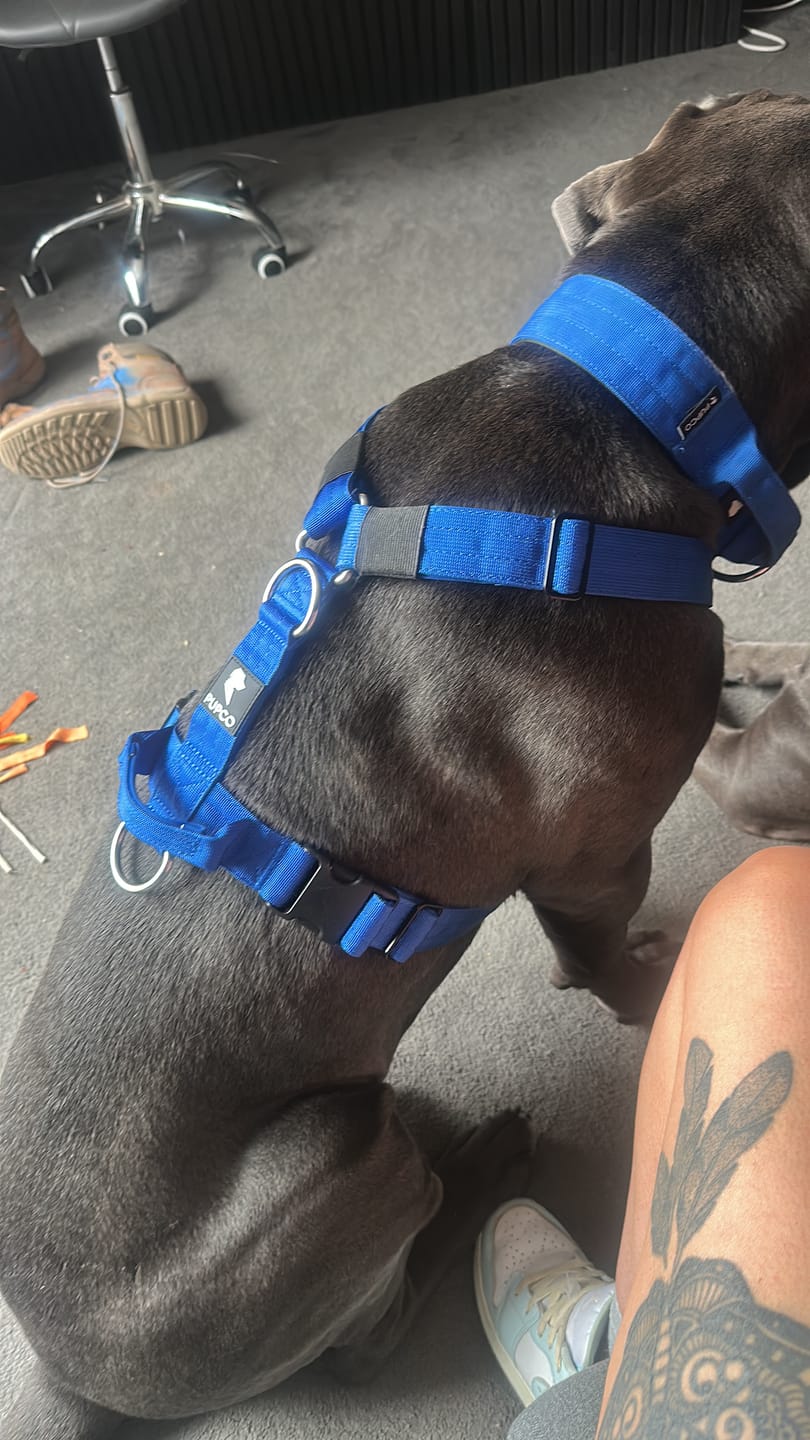 Customer photo review of Ultra Harness - Anti pull - Blue