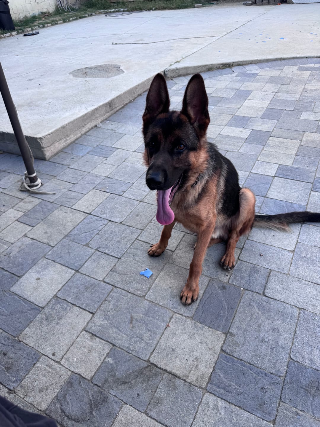 Customer photo review of Bravecto Chew for Dogs - Long-Lasting Flea & Tick Protection