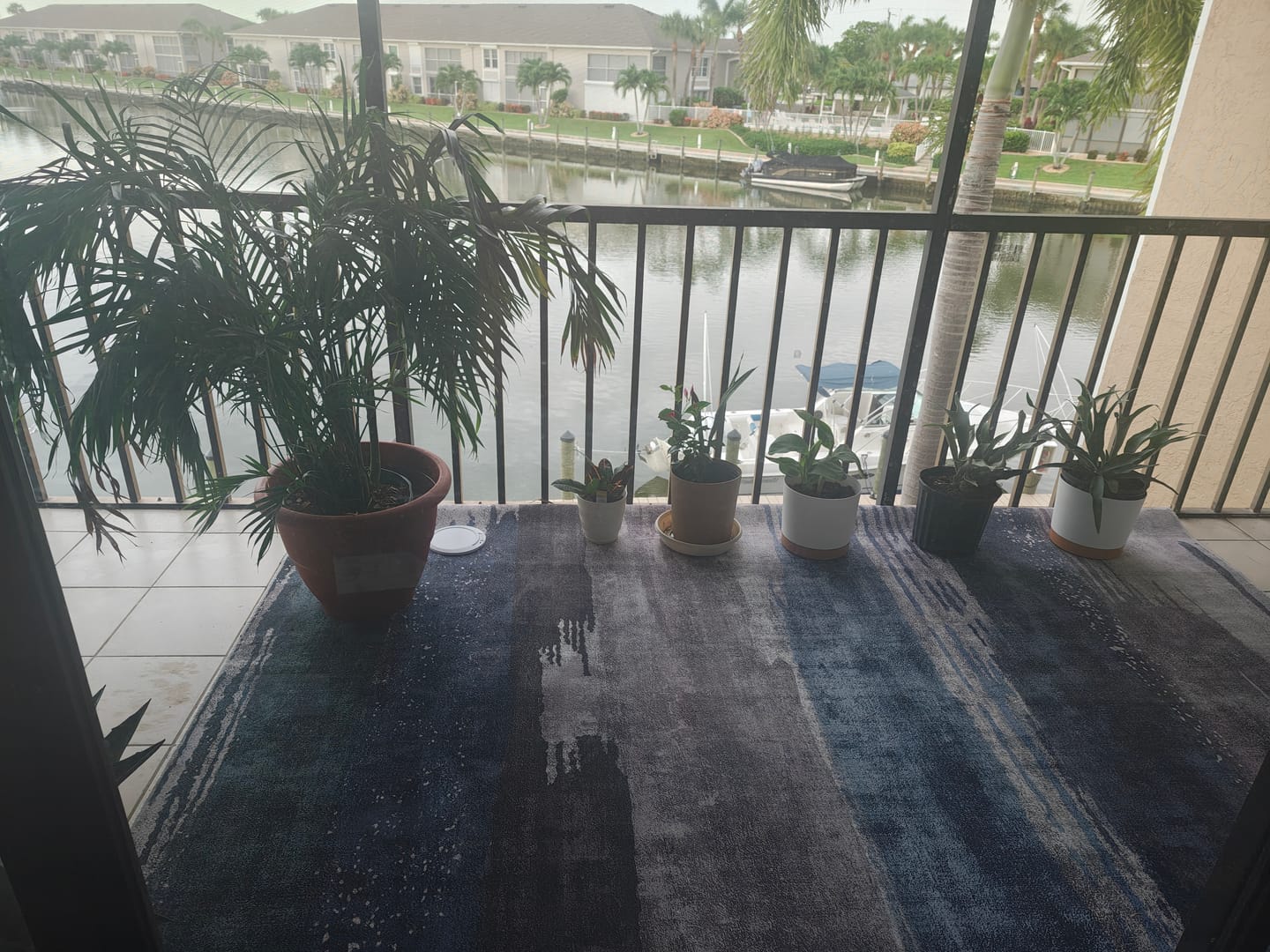Customer photo review of Cat Palm, Live Tropical Plant Indoor
