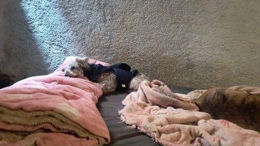 Customer photo review of CalmPaws — Anti-Anxiety Calming Vest for Dogs