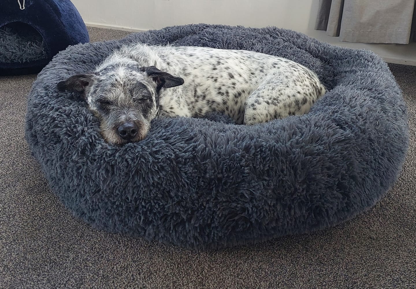 Customer photo review of Brooklyn® Deep Sleep Pet Bed