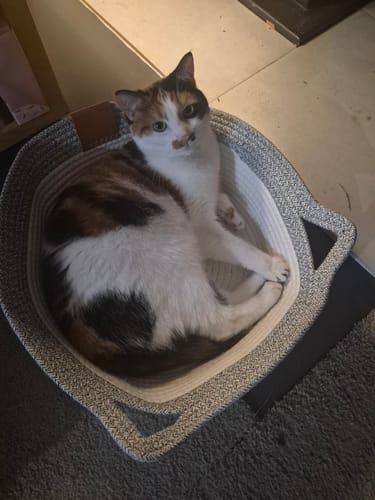 Customer photo review of Instinct Basket | Meet the first research-backed natural territory for indoor cats