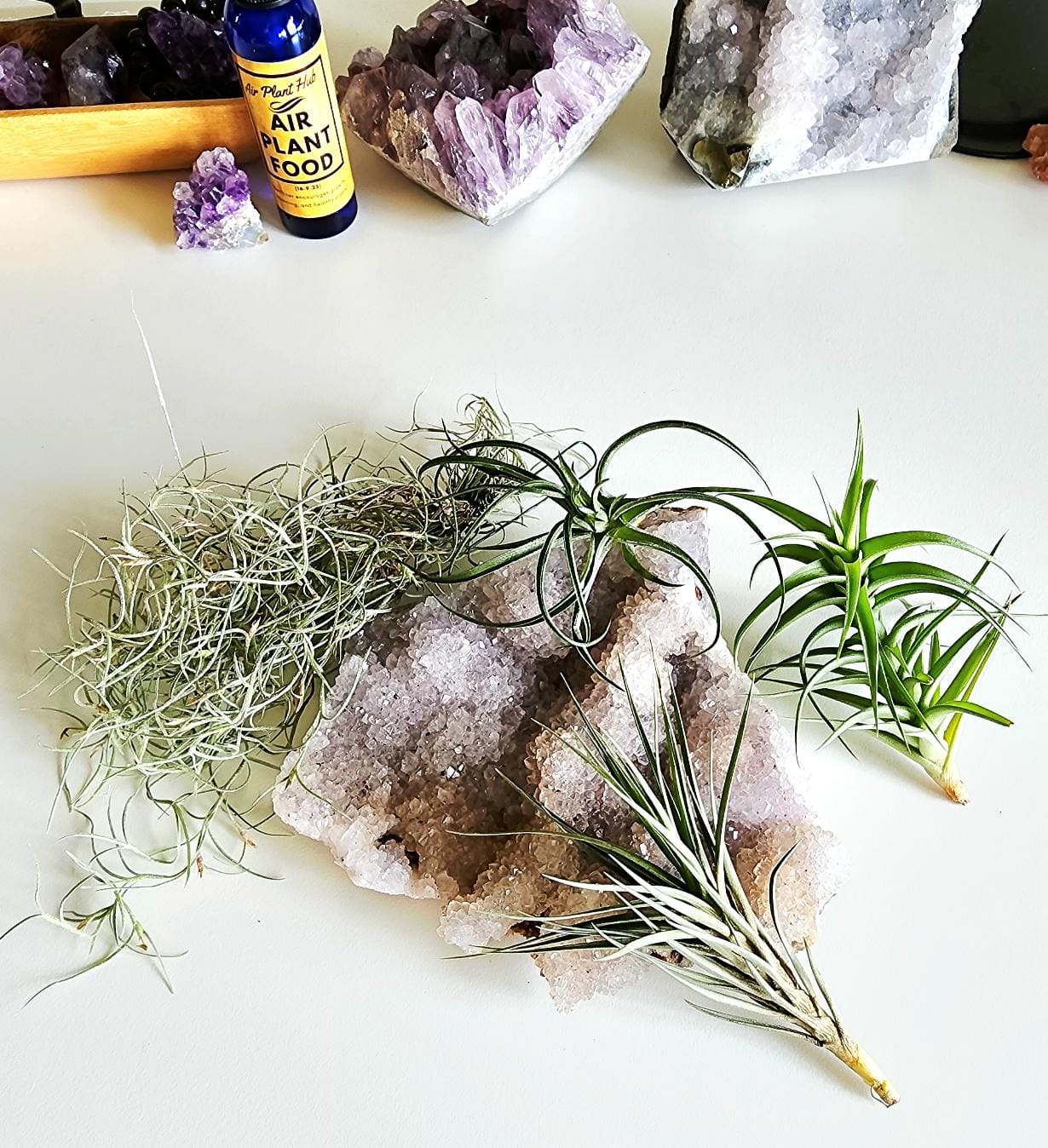 Customer photo review of B Quality Greenhouse Mix 10 Plant Pack