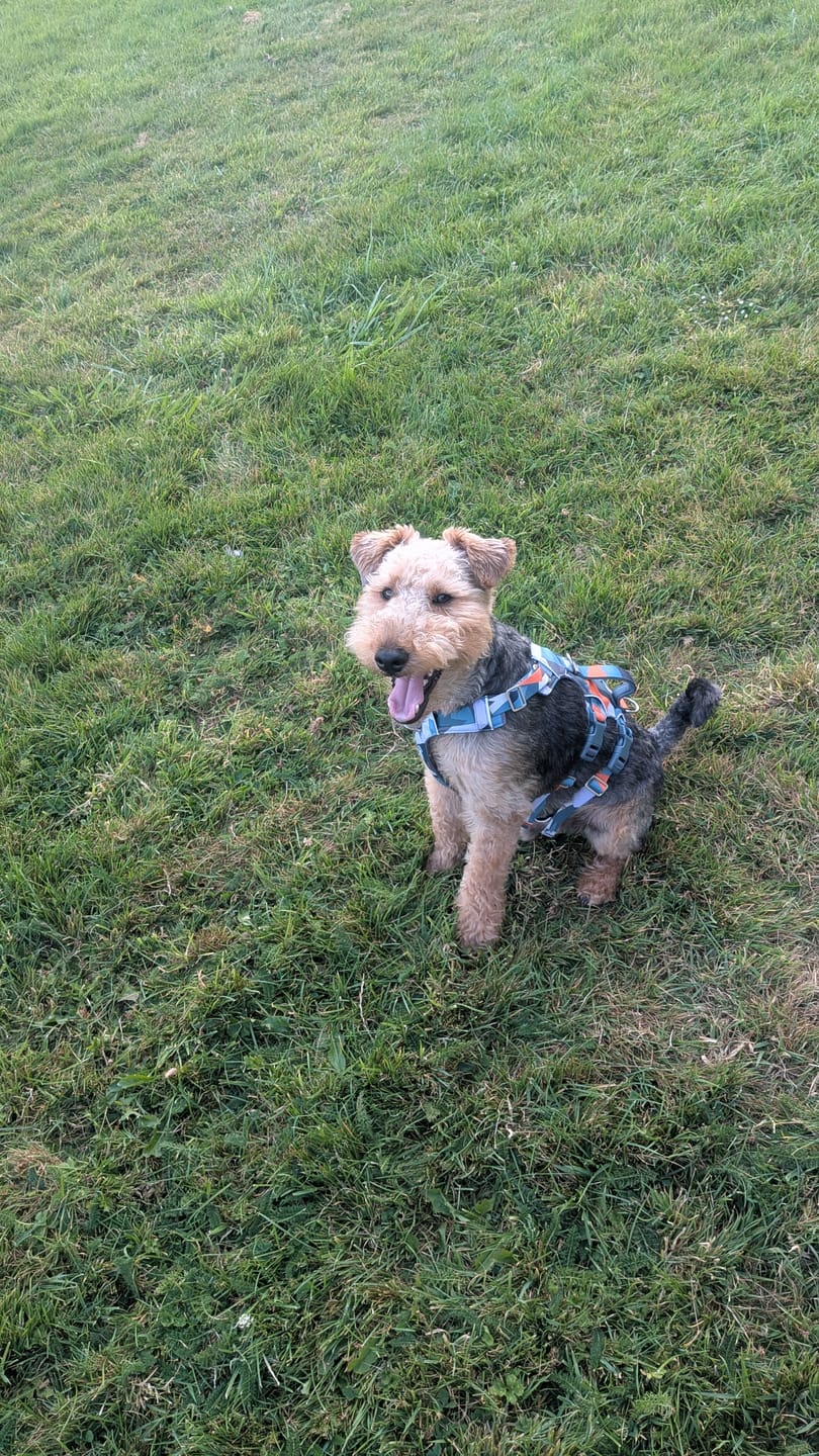 Customer photo review of Scramble Harness