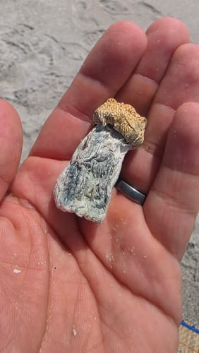Customer photo review of Non Detect Raw Mushrooms