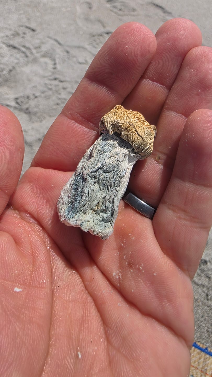 Customer photo review of Non Detect Raw Mushrooms