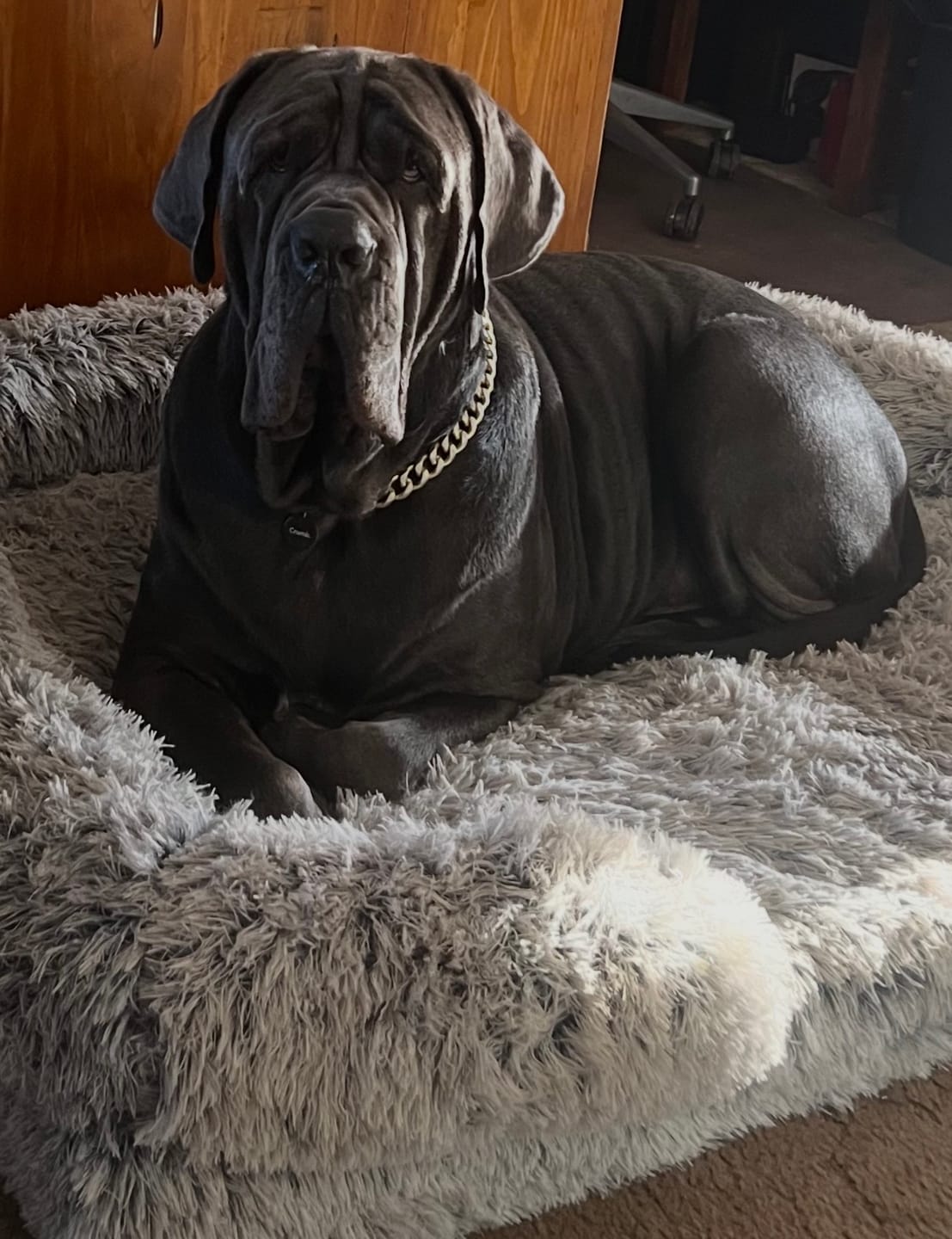 Customer photo review of Pet Orthopaedic Bed