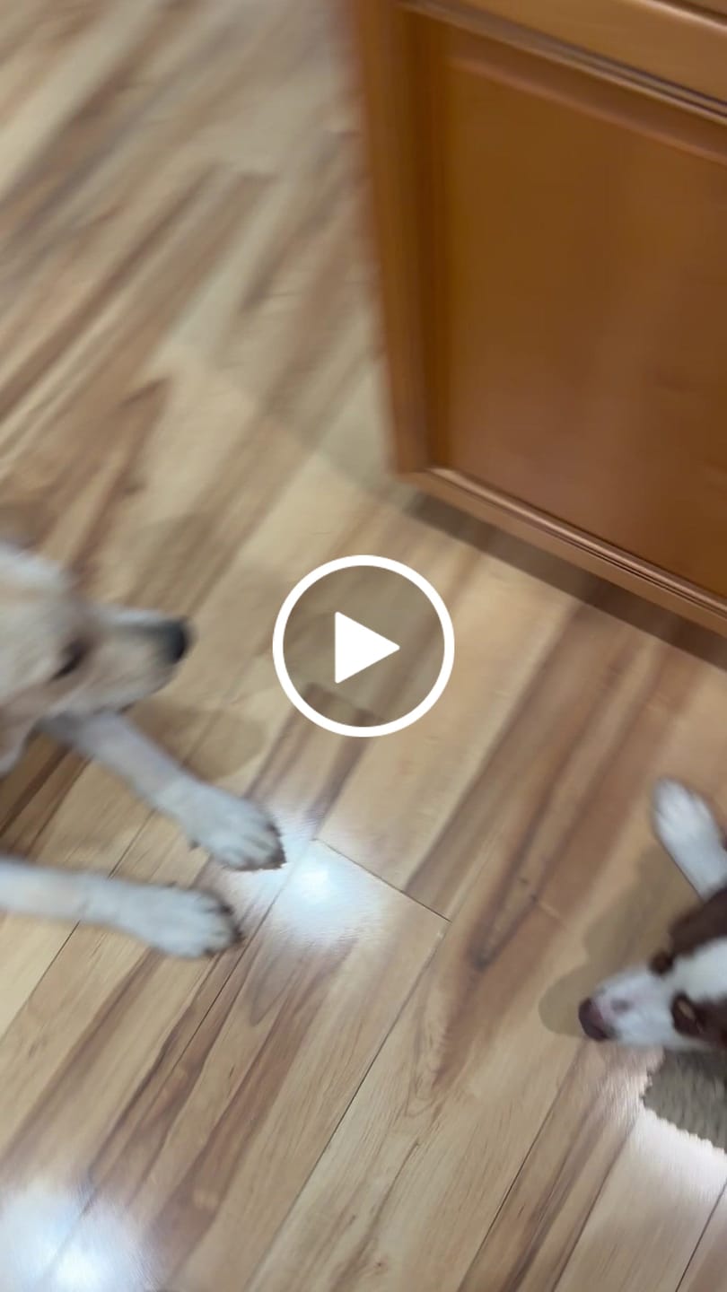 Customer video review of Freezball - Durable Fillable Dog Chew Bone
