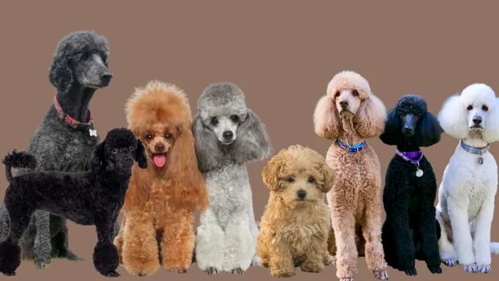 Customer photo review of LUCKY TO HAVE A DOG