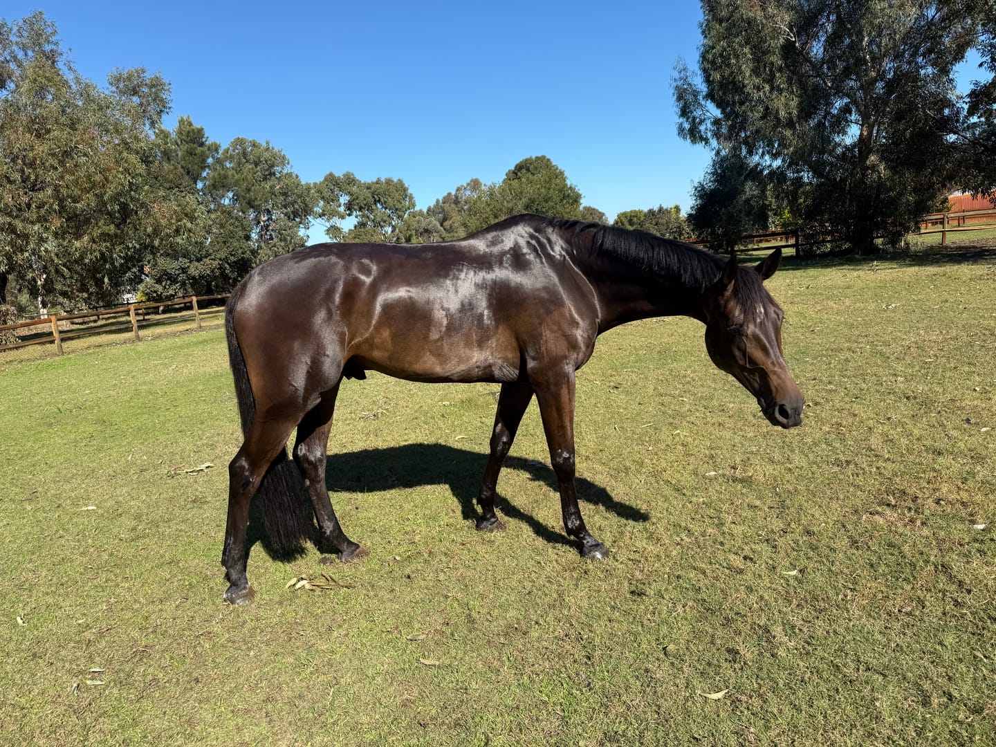 Customer photo review of Ulcer Armour+