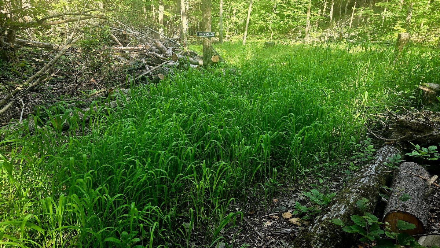 Customer photo review of Japanese Millet Food Plot Seed