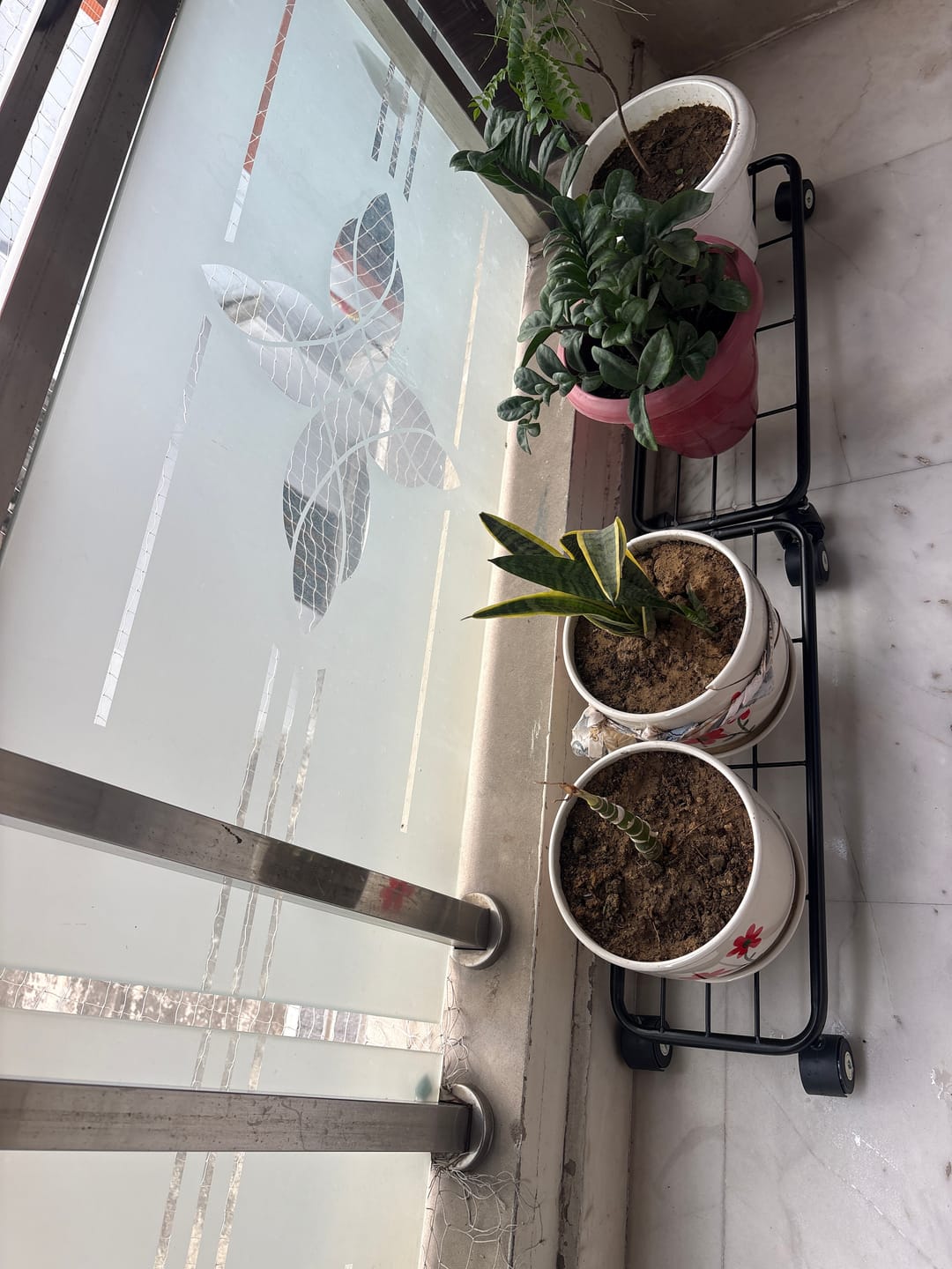 Customer photo review of TryGreen Daze Wheel Rolling Plant Stand for Planters