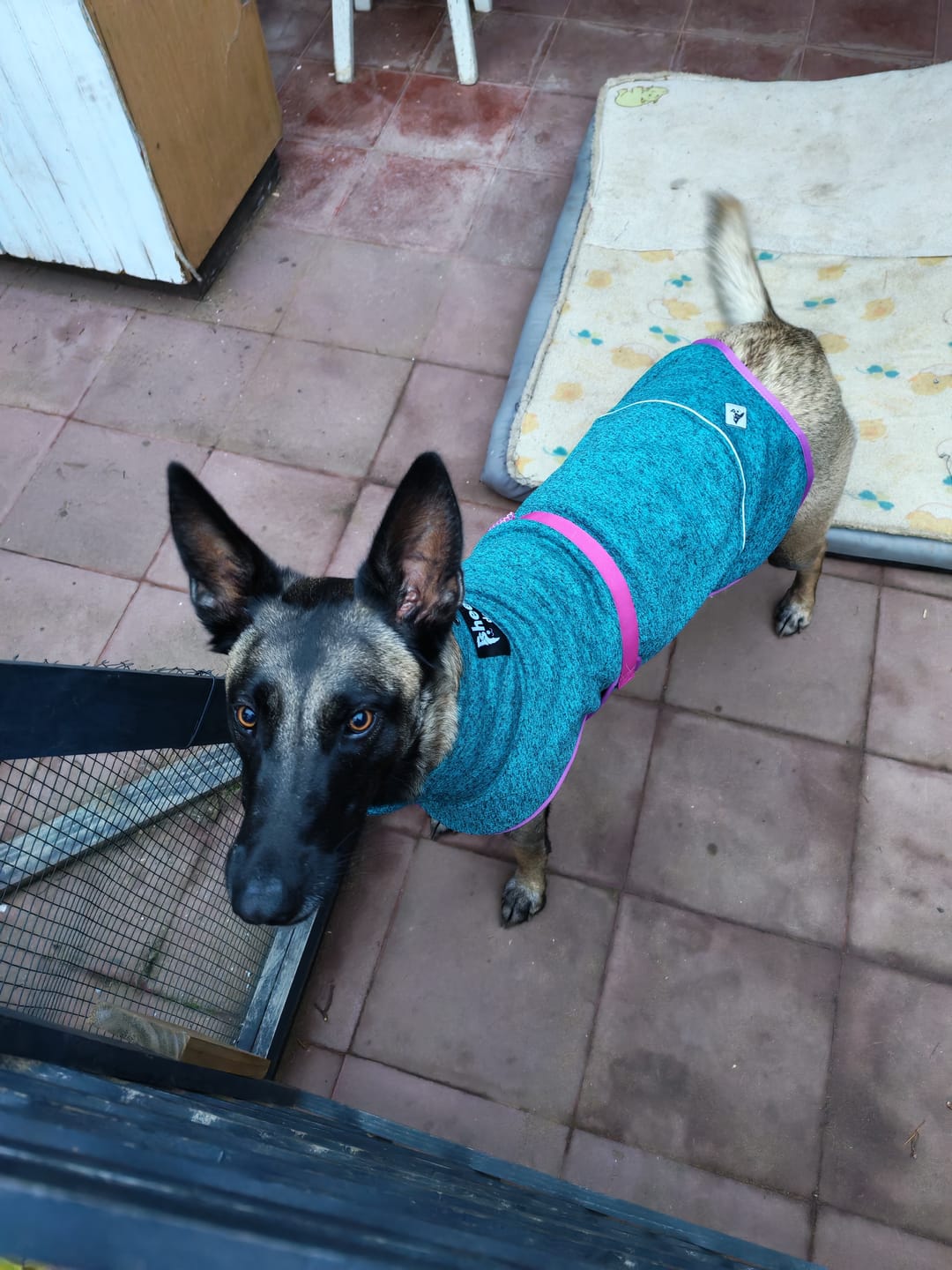 Customer photo review of Polar para perros Dawson — Picaflor