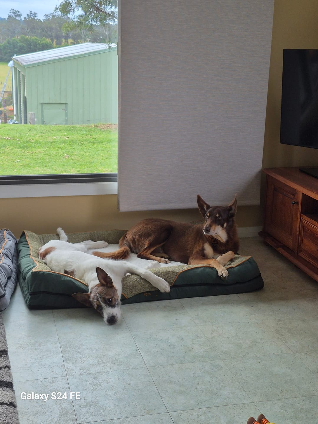 Customer photo review of Pets Gear Orthopedic Dog Bed
