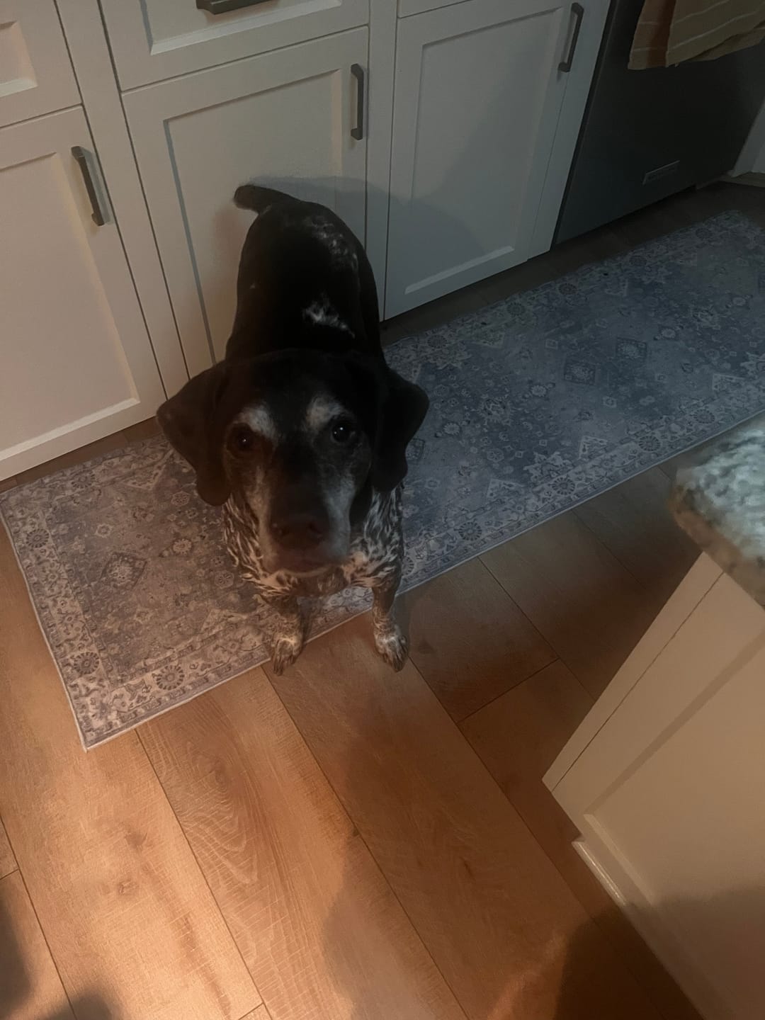 Customer photo review of Beef Recipe - Dog