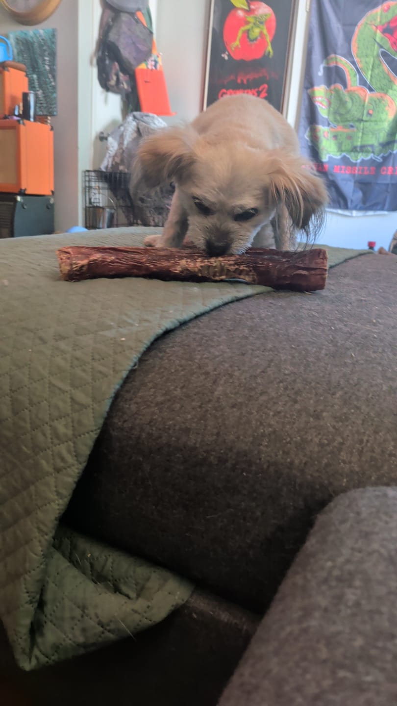 Customer photo review of 12 Inch Trachea Wrapped in Jerky