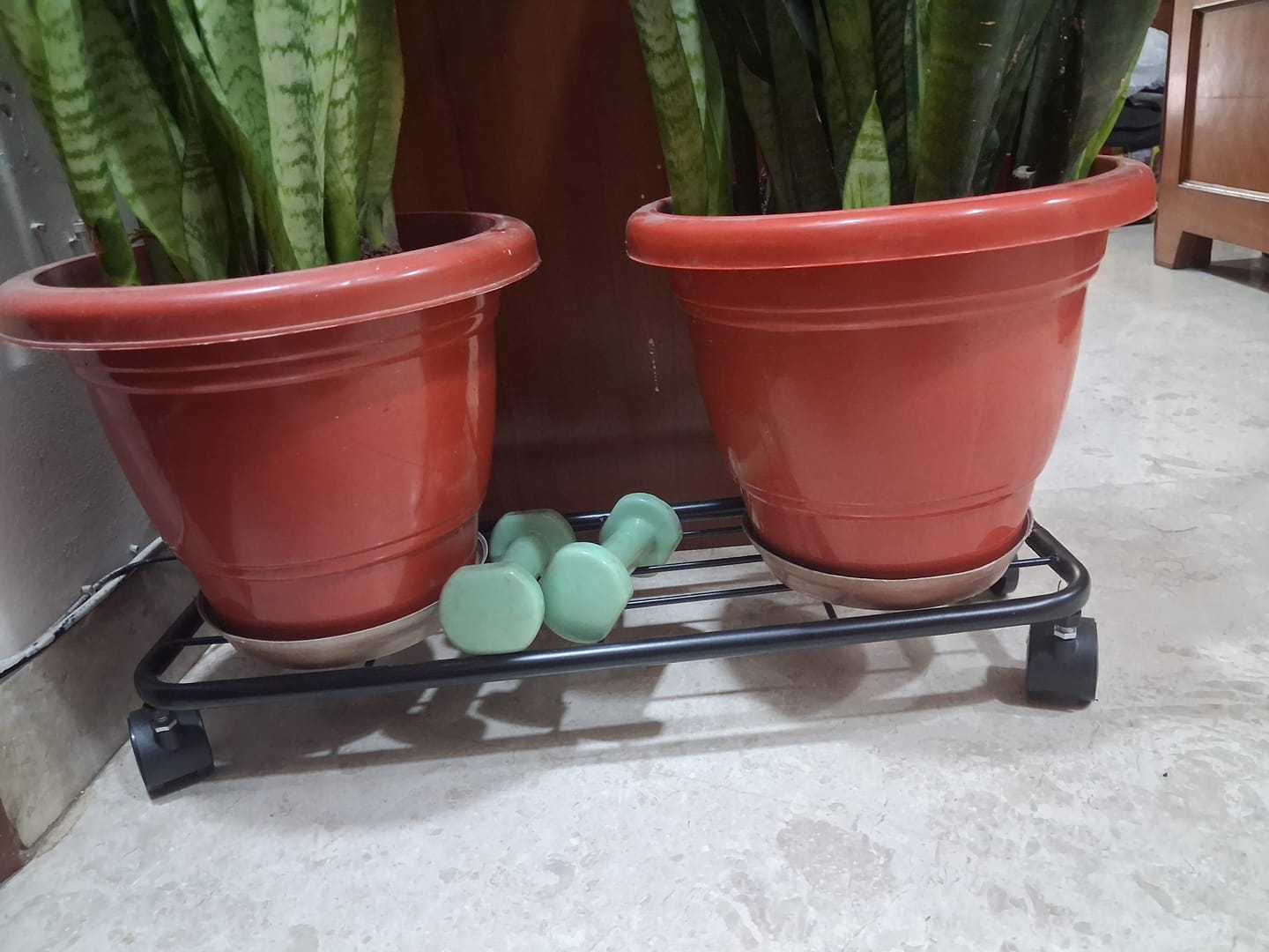 Customer photo review of TryGreen Ivy Wheel Rolling Plant Stand for Planters
