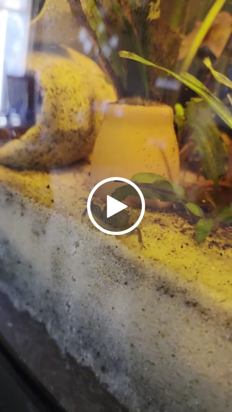 Customer video review of Freshwater Pom Pom Crab (Ptychognathus barbatus)