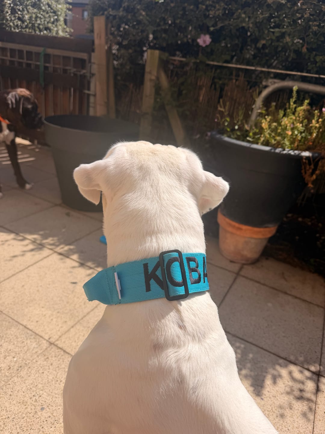 Customer photo review of 5cm Combat® Collar | With Handle & Secure Clip - Light Blue