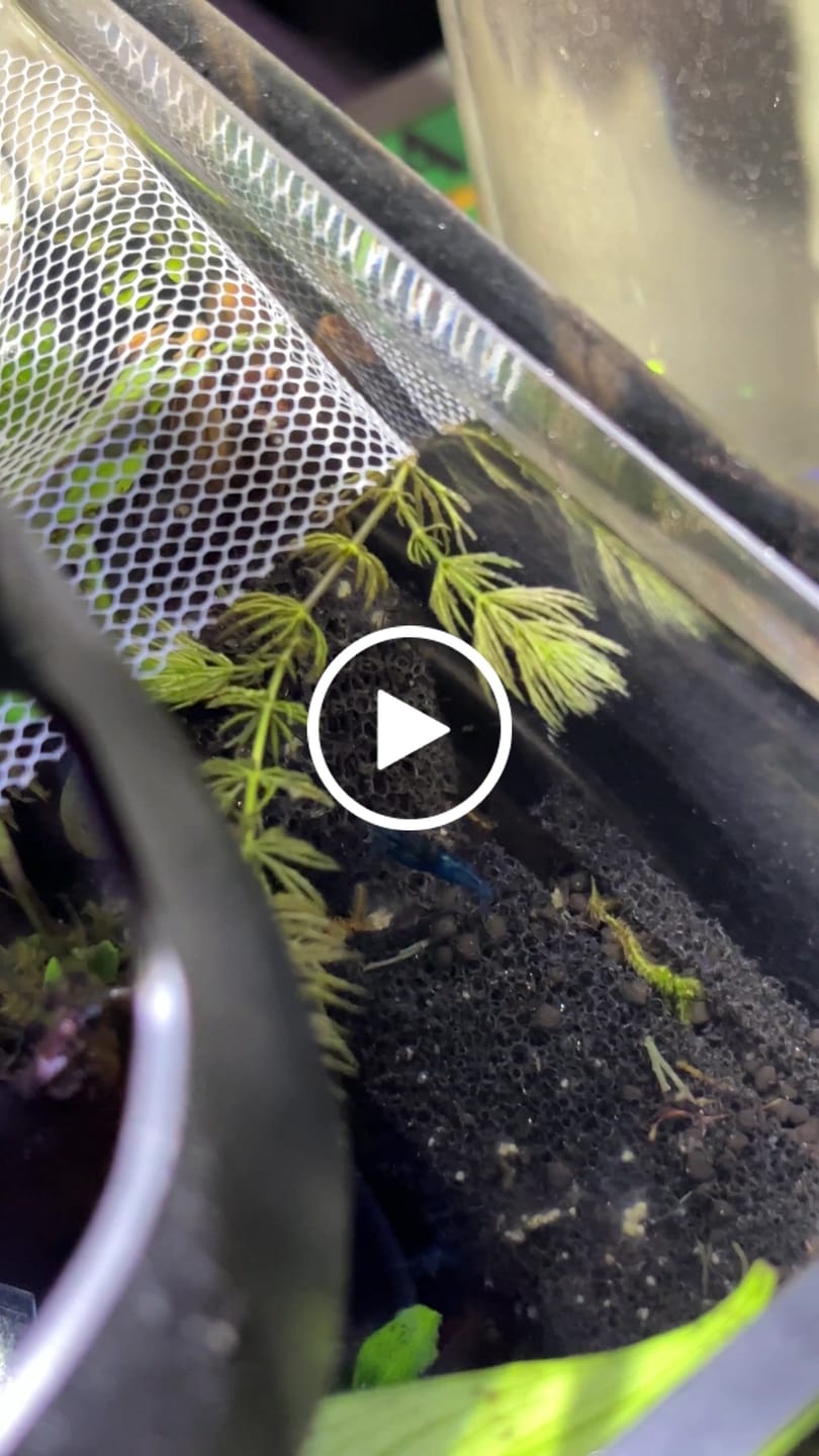 Customer video review of Blue Dream Neocaridina Shrimp