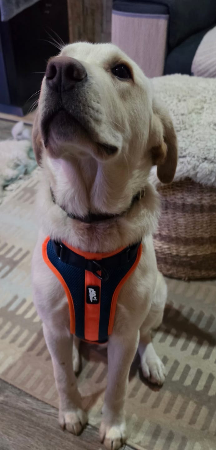Customer photo review of Arnés para perros Puelo — Martín Pescador