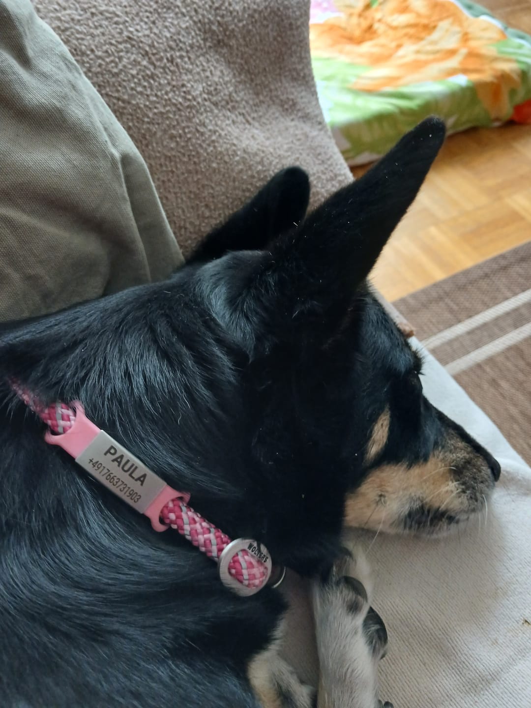 Customer photo review of Klapperfreie Hundemarke Silikonslider mit Edelstahl-Schild für Halsbänder inkl. GRATIS Gravur