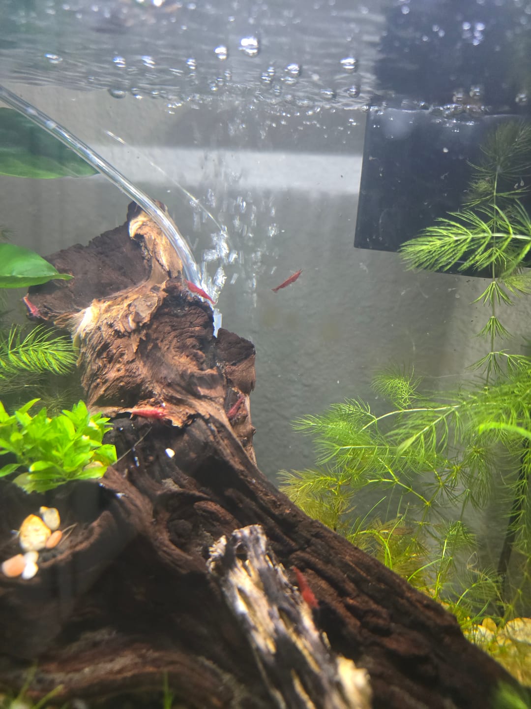 Customer photo review of Fire Red Cherry Shrimp