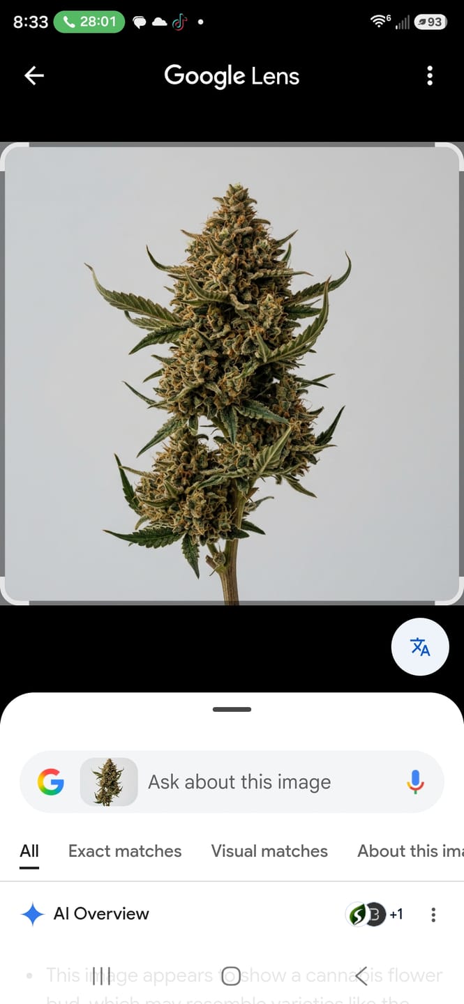 Customer photo review of Butterscotch OG - Bulk - Indica