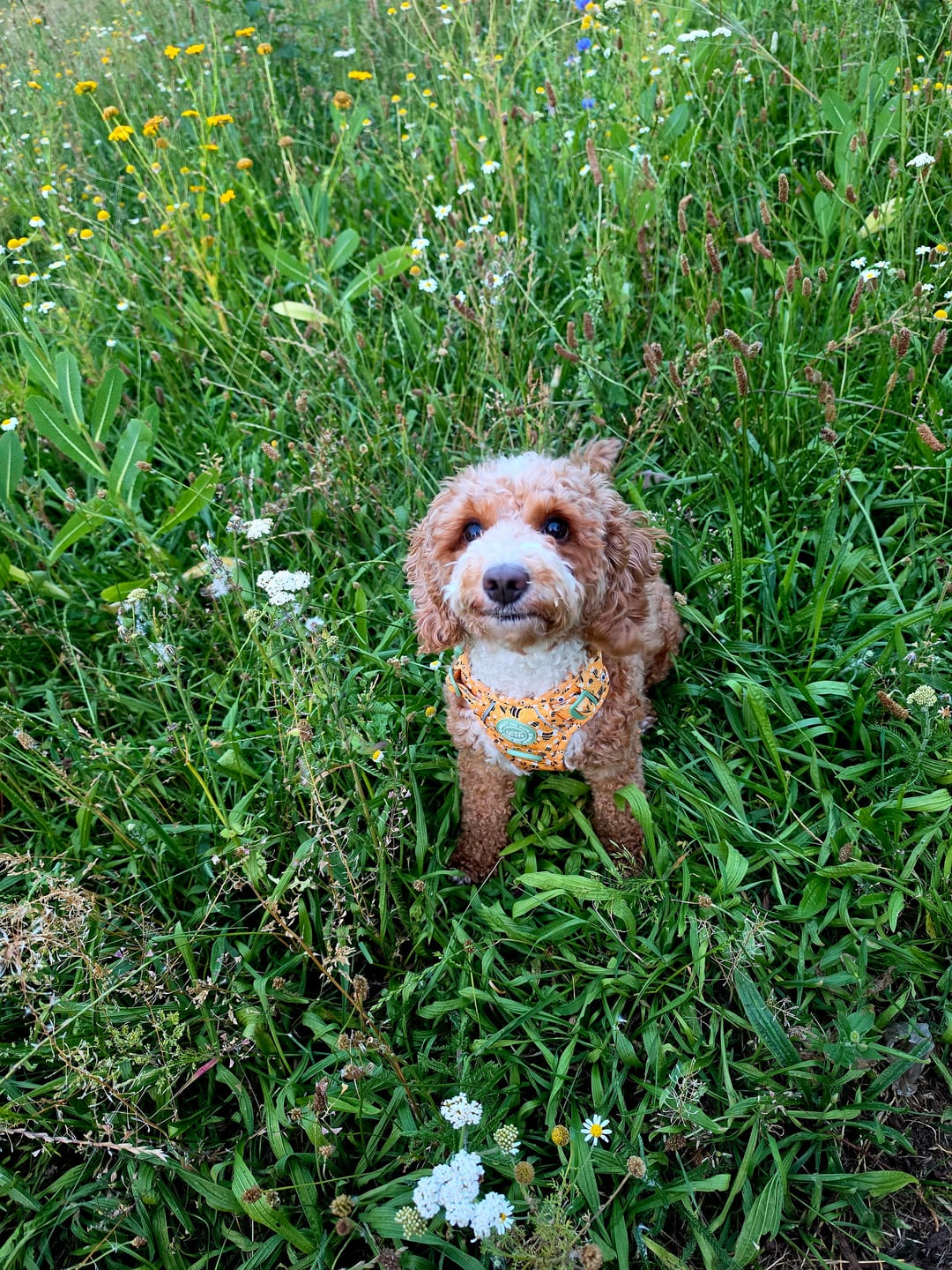 Customer photo review of Trail & Glow Dog Harness & Lead Set - Colour Drops - Wanna-Bee