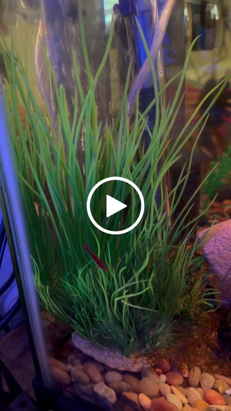 Customer video review of Fire Red Cherry Shrimp