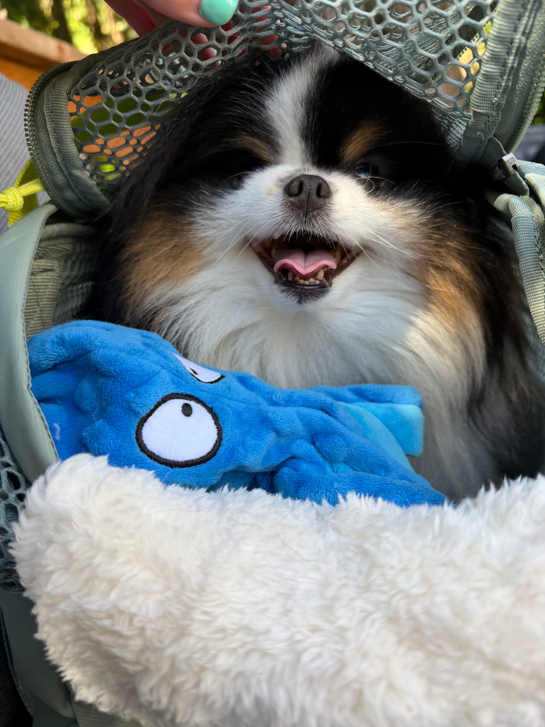 Customer photo review of PAWD Pet Carrier Bag