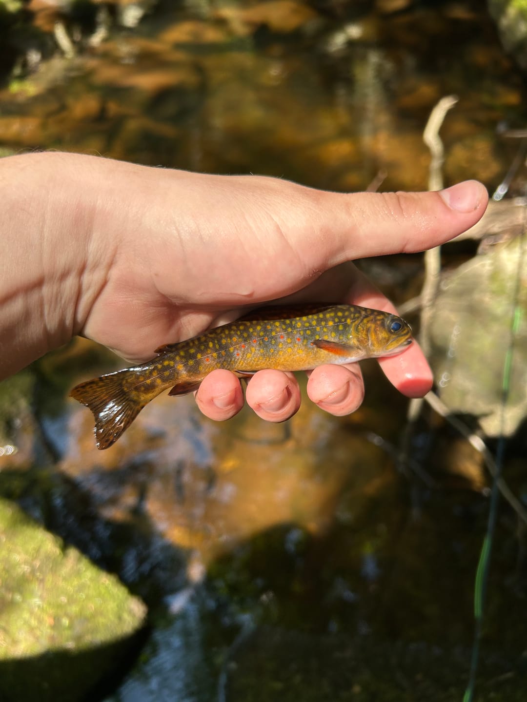 Customer photo review of Echo Lift Base Fly Rod Kit