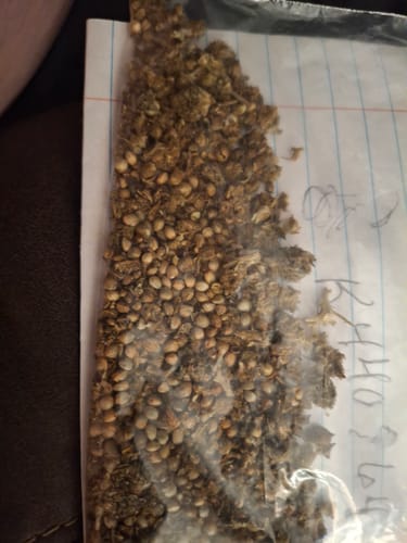 Acapulco Gold - Bulk - Sativa photo review