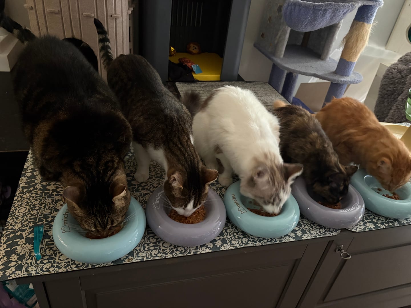 Customer photo review of Michu Bagel Ceramic Cat Bowl – Anti-Whisker Wide Shallow Cat Food Bowl | 6 Colours