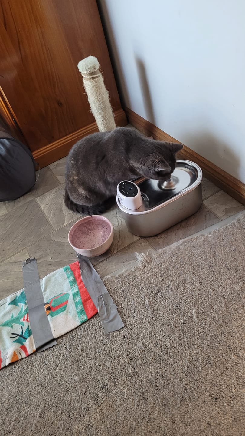 Customer photo review of Petbuds Flow Pet Drinking Fountain