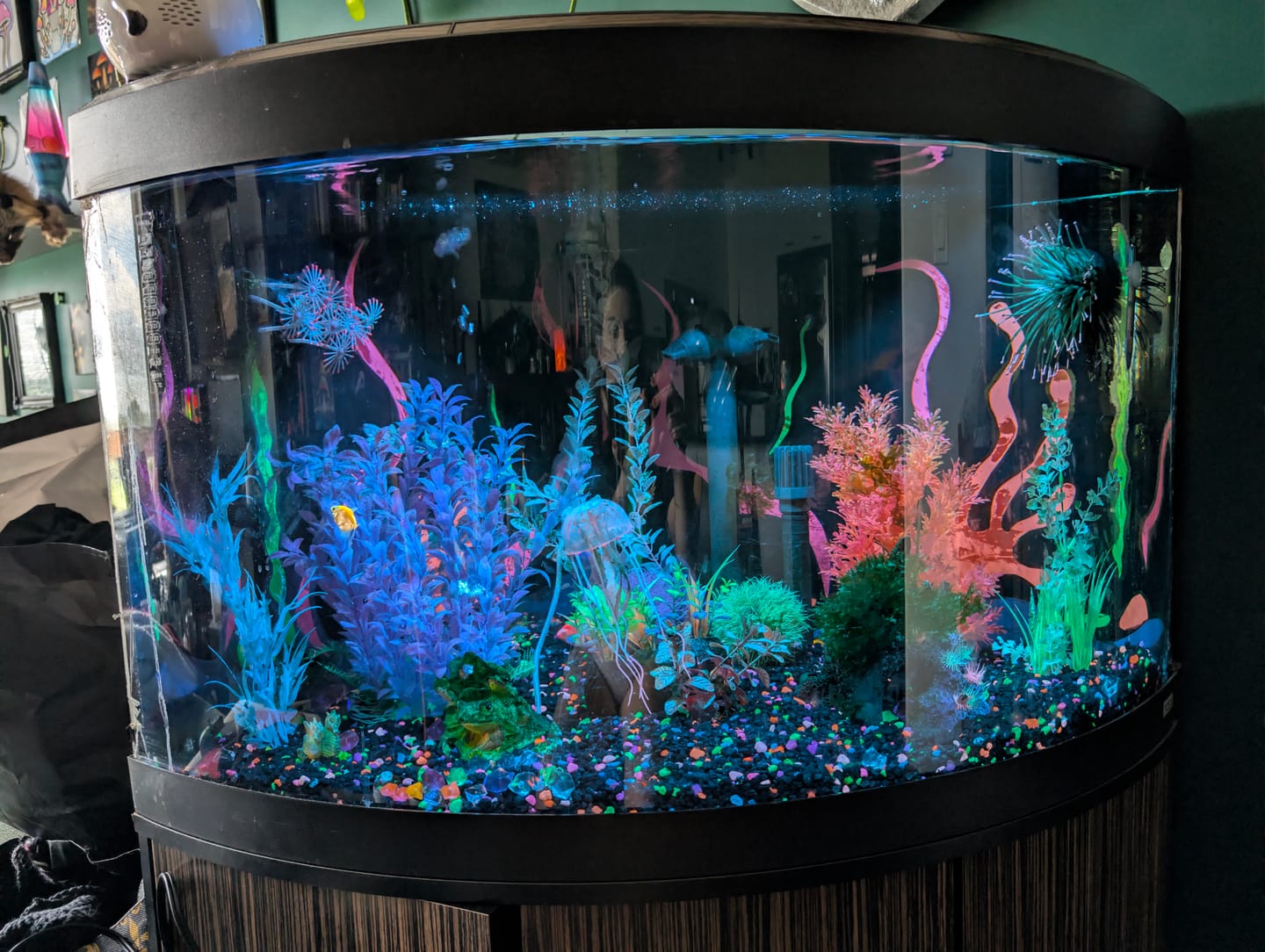 Customer photo review of Fluval Aquasky 3.0 LED Aquarium Light