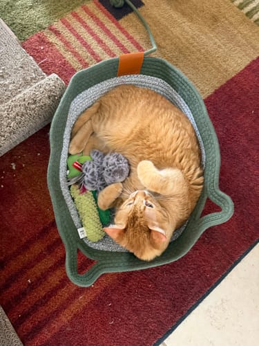 Customer photo review of Instinct Basket | Meet the first research-backed natural territory for indoor cats