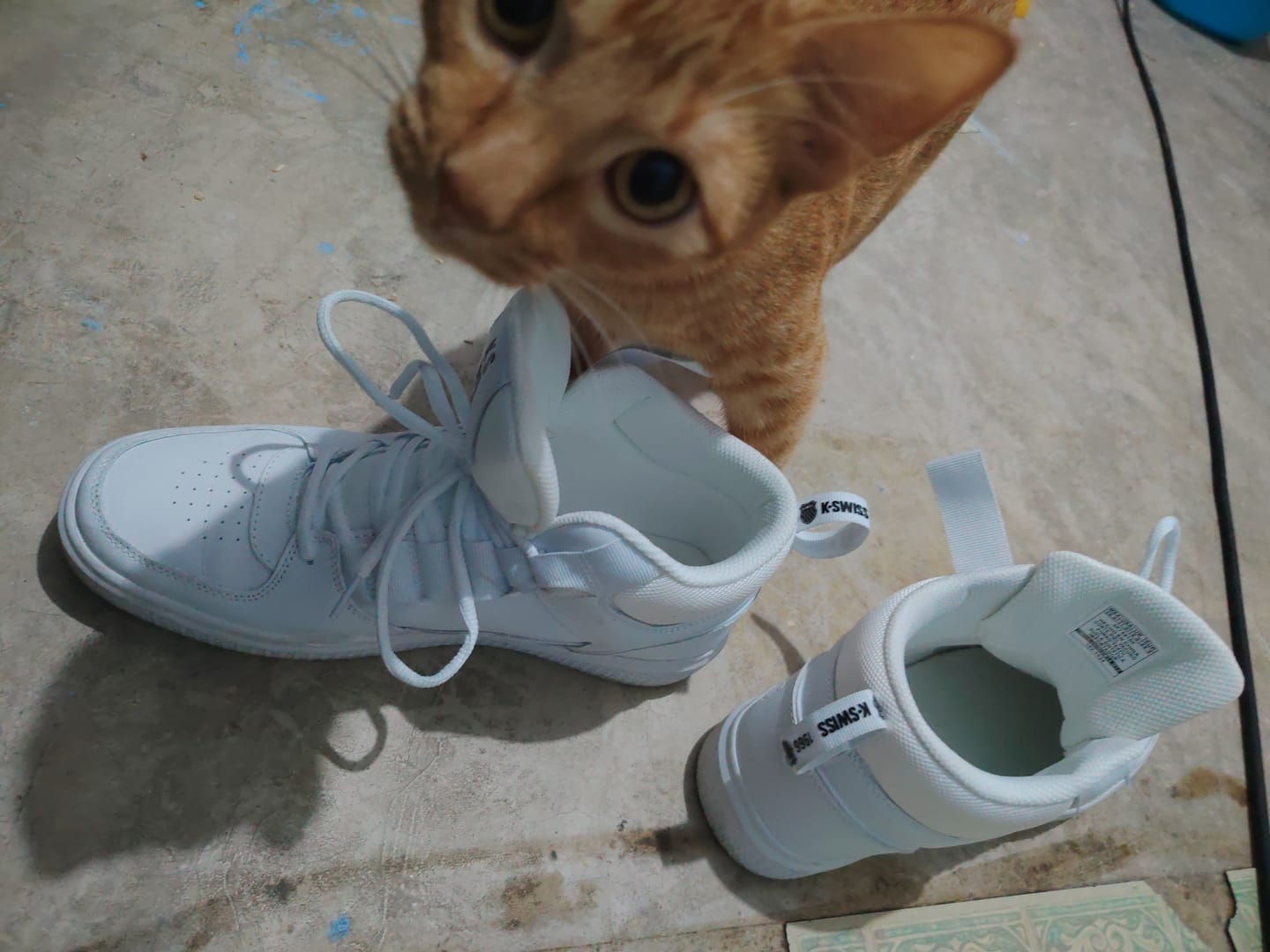 Customer photo review of Tenis Roof Mid Men